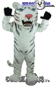Albino Tiger - T0010