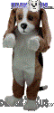 Basset Hound - T0085