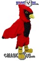 Cardinal - T0147