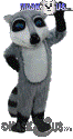 Raccoon - T0114