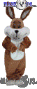 Super Brown - T0240