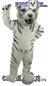 White Tiger - T0011