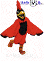 Cardinal