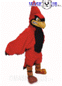 Fierce Cardinal